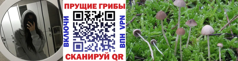 где можно купить наркотик  Краснознаменск  Галлюциногенные грибы Magic Shrooms 